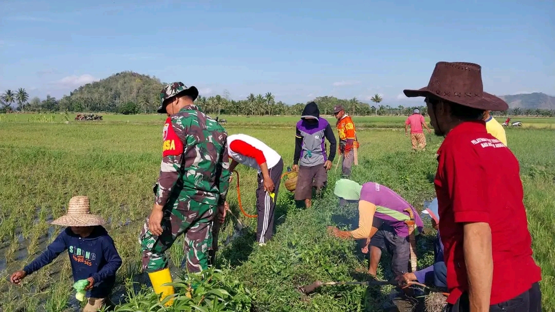Anggota Koramil Wonomulyo Kodim 1402/Polman Bersama Warga Berburu Hama Dengan Pengasapan Belerang 
