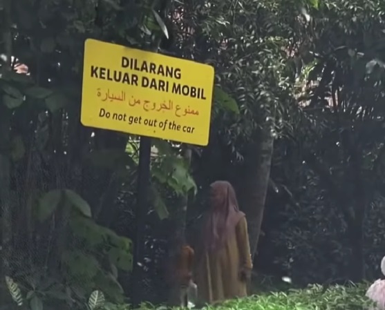 Viral Ibu dan Anak Keluyuran Keluar Mobil di Taman Safari Bogor