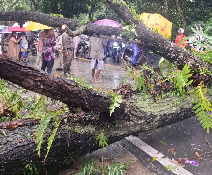 Pohon Besar Tumbang, Tutupi Akses Jalan Bojong Galung Pelabuhanratu 