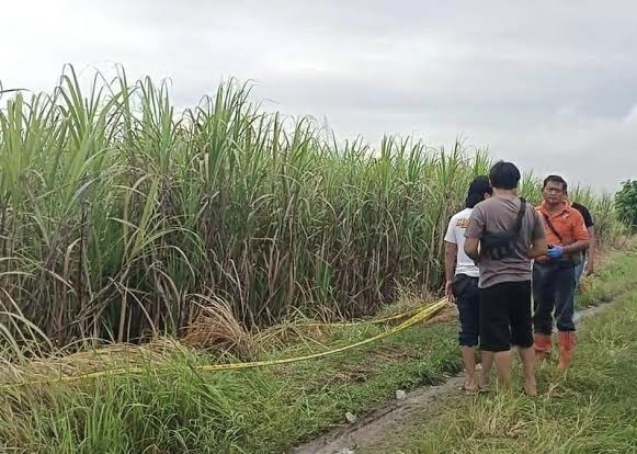 Sosok Mayat Wanita Tergelatak Penuh Luka di Perkebunan Tebu Ketanggungan Brebes, Begini Kronologisnya  
