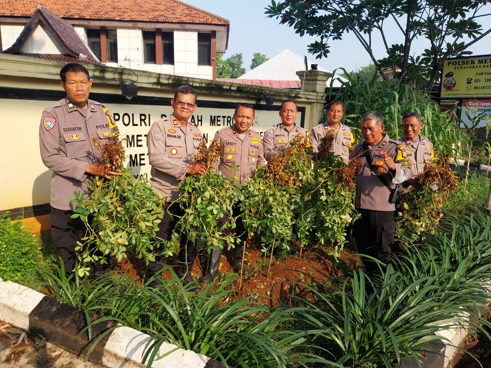 Wujud Ketahanan Pangan, Polsek Metro Bekasi Panen Raya Kacang