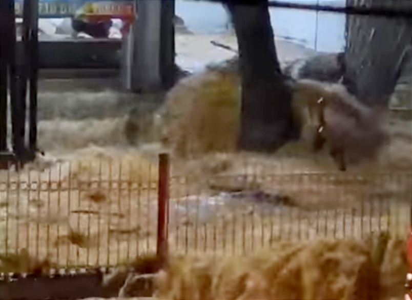 Tanggul Kali Hek Kramat Jati Jebol, Jalan Raya Bogor Tergenang Banjir