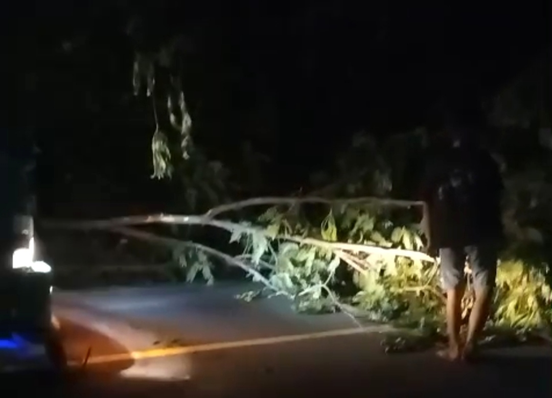 Pohon Tumbang di Cisarakan Sukabumi, Warga Kompak Bersihkan Jalan