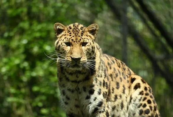 Macan Tutul Lepas dari Lembang Park and Zoo, BBKSDA Jabar Himbau Warga Waspada
